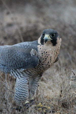 Peregrine FalconWild Animal, Peregrine Falcon