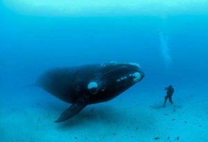 funny killer whale eye