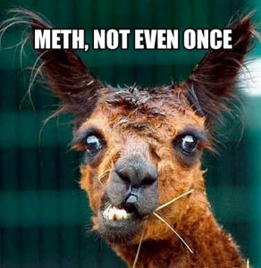 funny-looking-llamas2 meth