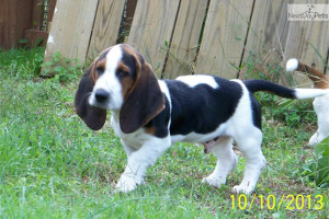 Related Pictures cute puppy of basset hound wallpaper