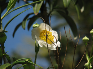 download this Doing Nothing Better Than Being Busy Lao Tzu Quotes And ...