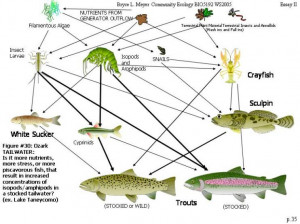 Sea Turtle Food Chain