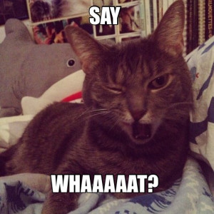 Say Whaaaaat Cat