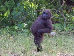 Cool-Monkey-Wallpaper.-Hello-animal-lovers.-How-are-you.-Today-Ill ...