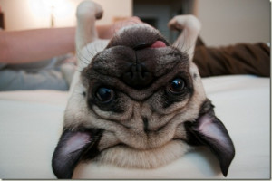 carrotsncake:Brizzy is the cover pug of the upsidedowndogs.com 2011 ...