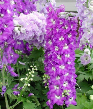 Purple Flowers via Colorfull at www.Facebook.com/colorfullss