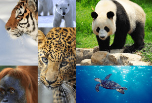 or endangered animals featured in WWF Together an app from the World