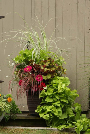 This Container Garden has both zinnia and sweet potato vine, 2 ...