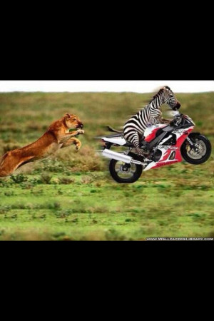 Funny Motorcycle zebra gets away from lion