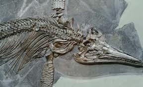 Fossil ichthyosaur collected by Mary Anning at Lyme Regis