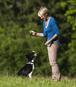 Clicker Training, Dogs Obedience Training, Dogs Training, Crazy Dogs ...