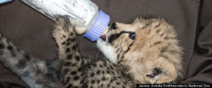 National Zoo's Cheetah Cubs Getting Big, Still Adorable (PHOTOS)
