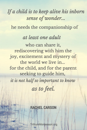 Rachel Carson Quote