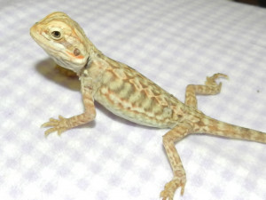 Bearded Dragon Care Dragons