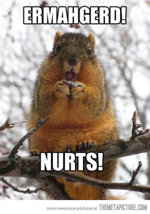 Related Pictures squirrel nuts funny t shirts