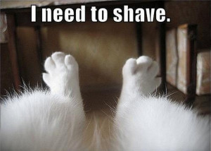 Funny Animals – I Need To Shave