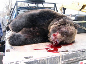 Grizzly Killed by Harley (dead animal, some blood)
