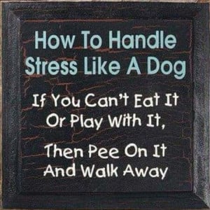 How to handle stress like a dog.