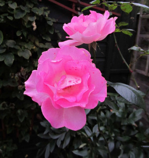 why do all the lovely roses in my garden have thorns?