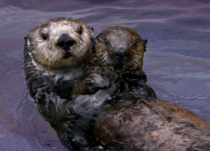 hide caption Toola, the southern sea otter, with a surrogate pup.