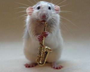 Cute Rat Musician