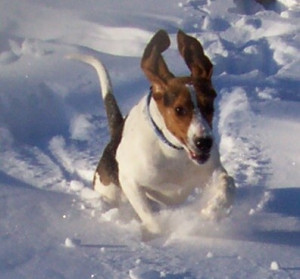 Dog Running The Snow Wallpaper