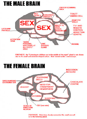 The Male vs. the Female Brain How Male and Female Brains Differ