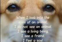 Animal Compassion Quotes / by julie jordan