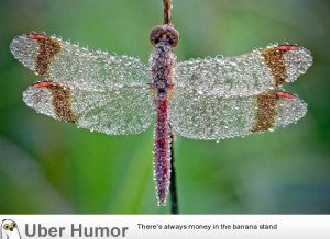 Daily Afternoon Chaos (40 Pictures)