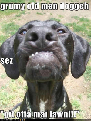 Funny Image Collection