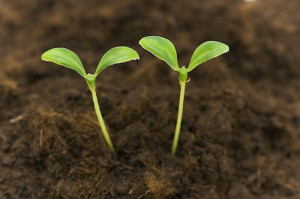 Before Setting Goals…Plant Seeds of Joy