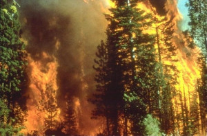 Description Wildfire in California.jpg