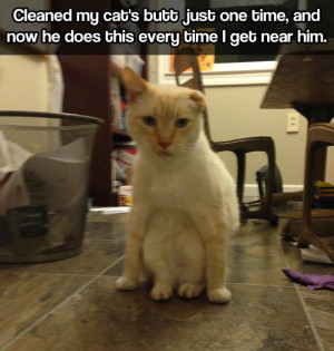 funny-picture-clean-cat-butt