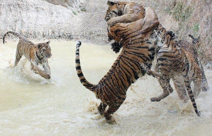 Tigers Playing In Water
