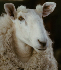 samuel the sheep movie charlotte s web 2006 franchise charlotte s web