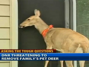 Michigan Couple Fights To Keep Pet Deer - Business Insider