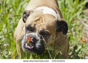 Bulldog stopping to smell the flowers - stock photo
