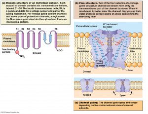 Voltage Gated Sodium Ion Channel