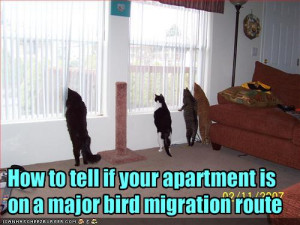 , Birds Migration, Cat Humor, Funny Cat, Birds Watchers, Funny Quotes ...