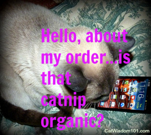 Tagged cat-comments-connection-communication , cell phone-cat-funny ...
