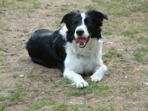 border collie £ 200 posted 4 months ago for stud dogs border collie ...