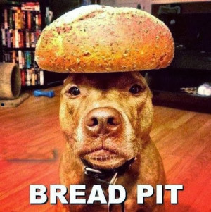 Funny Bread Pit Dog Pun - Brad Pitt Celebrity Movie Star