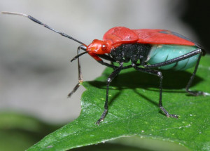 Red Black Flying Bug With Wings