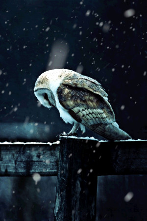 Owl in snow