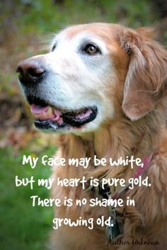 ... heartwarming 'old dog' quote. Older dogs are a blessing and a joy