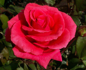 Funny Quotes Contact Us DMCA Notice