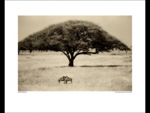 The Sheltering Tree Serengeti
