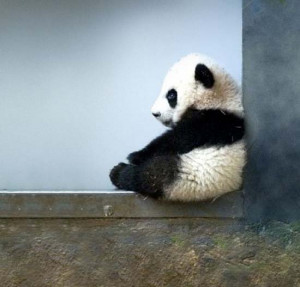 Baby Panda Will Load You with Buckets of Cuteness (PHOTOS)