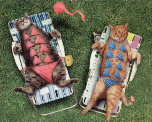 Bikiniyle Güneşlenen Kediler