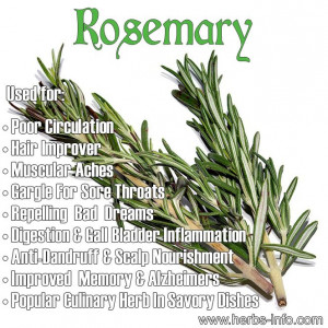 Rosemary - fantastic culinary herb with a fascinating history, that ...